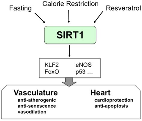 Frontiers MicroRNA Regulation Of SIRT1 Physiology