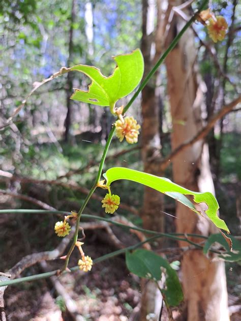 Austral Sarsaparilla From The Gap Nsw Australia On April