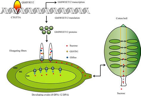 Cotton Fiber Elongation Requires The Transcription Factor GhMYB212 To