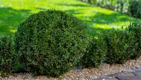 The 5 Best Fertilizers For Boxwood That WORK 2020