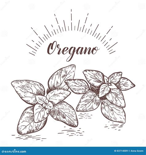 Oregano Herb And Spice Label Engraving Illustrations For Tags Stock