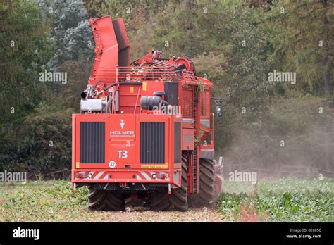 Harvesting Sugar Beet Stock Photo Alamy