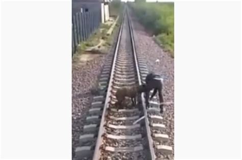 Maquinista salva a un perro atado a las vías del tren Círculo Rojo