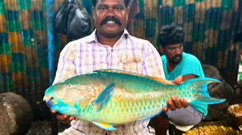 Parrot Fish Cutting By Cheetah Durai Hd Video In Kasimedu Cutting