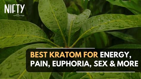 Best Kratom For Energy Pain Euphoria And More Nifty Wellness