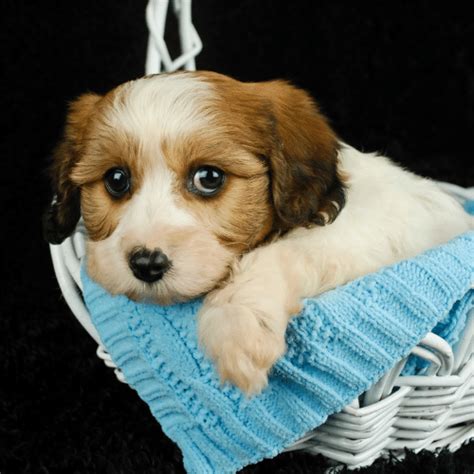 Are Cavachon Good Family Dogs? - SpiritDog Training