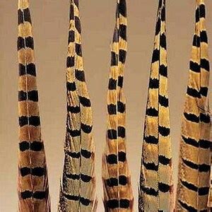 Ring-necked Pheasant Feathers Ringneck Pheasant Feathers Pheasant ...