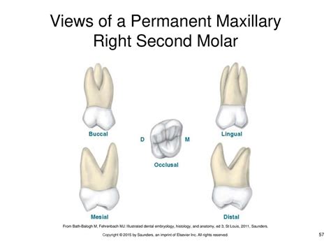 The Permanent Maxillary Molars Dental Anatomy Physiology 50 Off