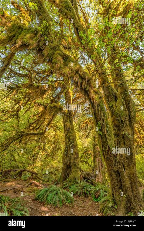 Hoh Rain Forest Washington Stock Photo Alamy