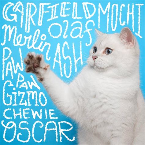 White Kittens Names For Cats