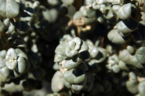 Shepherdia Rotundifolia Roundleaf Buffalo Berry Escalante Petrified