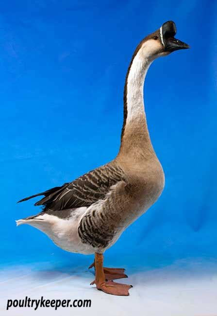 Brown Chinese Goose