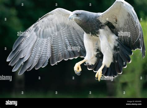 Falcon Flying Showing Talons Up Close Stock Photo Alamy