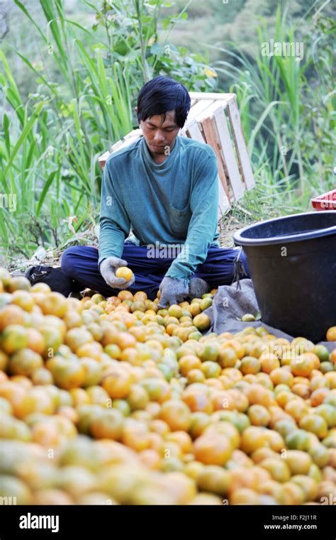 Farmer Selected Orange Fruit For Selling To The Market At Kintamani