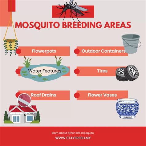 How To Prevent Mosquito Infestation Stayfresh