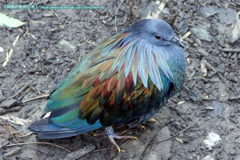 阿鏘 ´・ω・` 說 《阿鏘的 》【綠簑鴿 Nicobar Pigeon】居住在東南亞、新幾內亞的綠簑鴿有著一身金屬光澤的羽毛，脖子