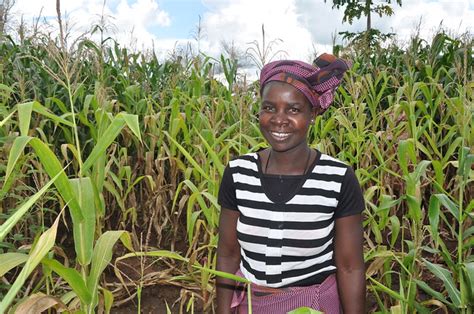 Unravelling Links Between Gender And Adoption Of Agricultural