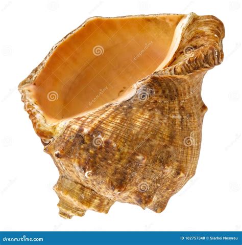 Seashell Isolated. Mollusc Shell on White Background Stock Photo - Image of background, brown ...