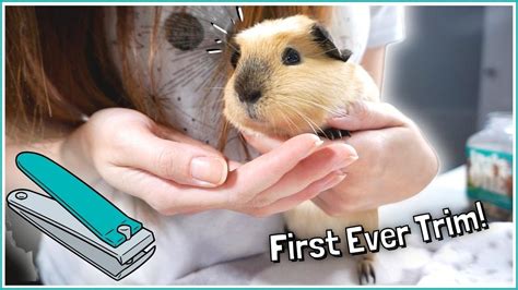 Grooming Guinea Pigs Nail Trimming Brushing And Bathing Clip Art