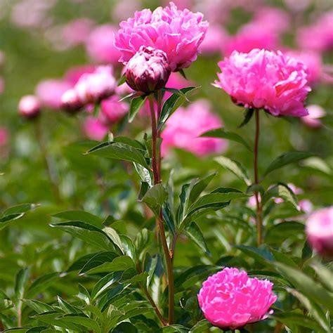 Клубни Пионов Фото — New-Freepik.Ru