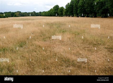 Trent Park, Enfield, UK. 27th July 2022. UK weather: drought warnings, parched scenes in Trent ...