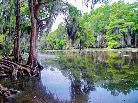 River vs Bayou: What’s the Difference? - IMP WORLD