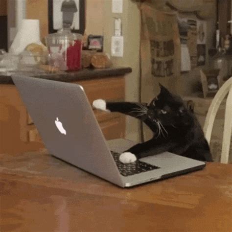 Cat Typing S Find And Share On Giphy