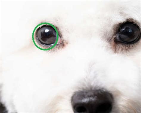 9 Types Of Spots On Dog Eyes With Pictures And Vet Advice