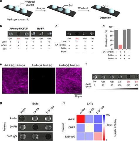 BCAII And Protein Responses Of Supramolecular Hydrogels A Schematic