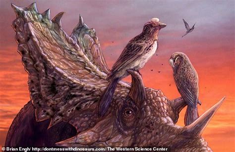 75 Million Year Old Rare Fossil Helps Explain The Evolution Of Birds