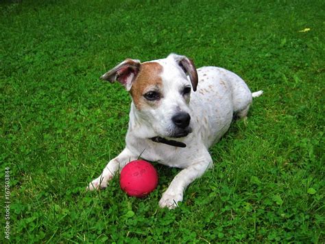 Jack Russel Terrier Mit Seinem Ball Wartet Dass Einer Mit Ihm Spielt