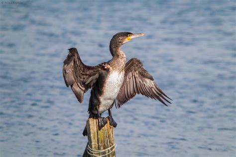 Great Cormorant | Audubon Field Guide