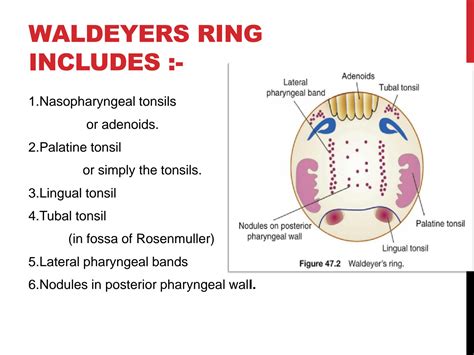 SOLUTION: Anatomy of waldeyers ring 1 - Studypool