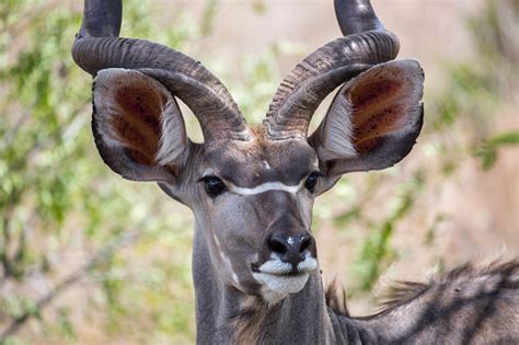 Free picture: kudu antelope