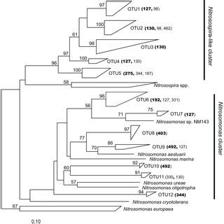 Phylogenetic Relationships Among Betaproteobacterial Amoa Nucleotide