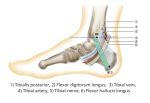 Posterior Tibial Artery Course Supply TeachMeAnatomy