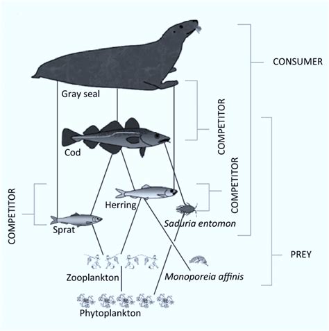 Pond Ecosystem Food Web Diagram