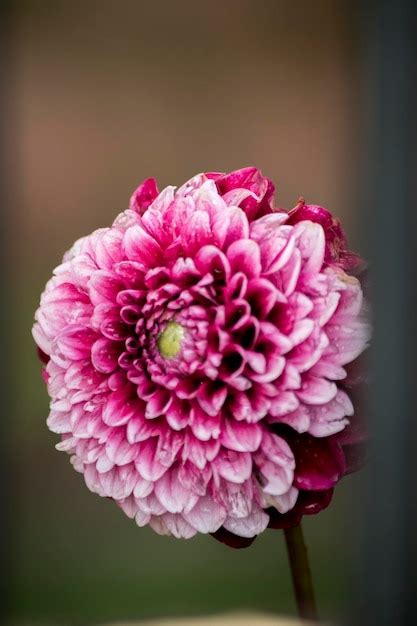 Premium Photo Showy Red Flower Of A Dahlia National Flower Of Mexico