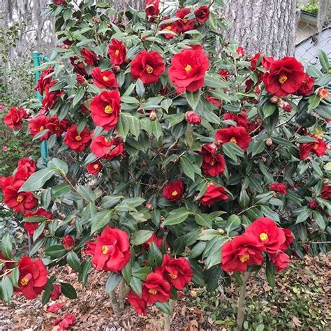 Camellia japonica ‘Royal Velvet’ | Kiefer Nursery: Trees, Shrubs ...