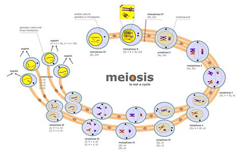 Difference Between Prophase 1 and 2 | Definition, Process, Substages ...