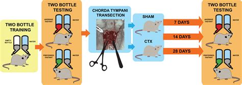 Chorda Tympani Cadaver