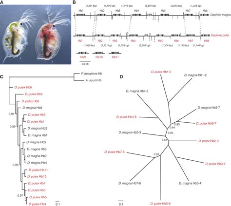 The Ecoresponsive Genome Of Daphnia Pulex Science