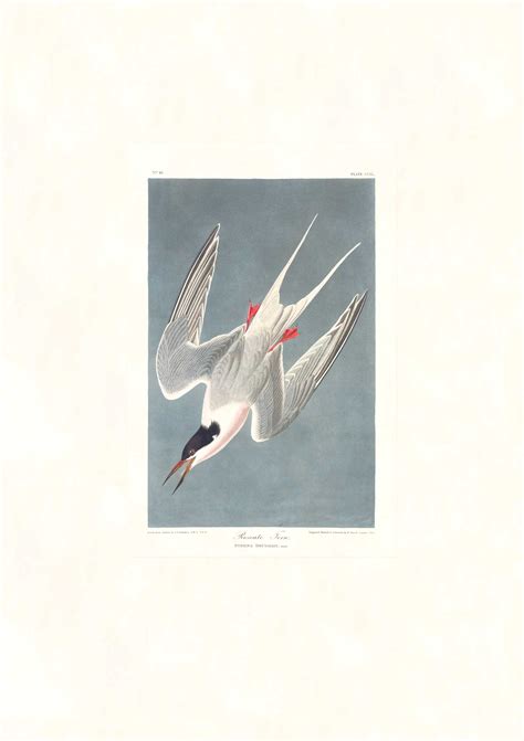 Audubon Roseate Tern Birds Of America Facsimile Giclee Print