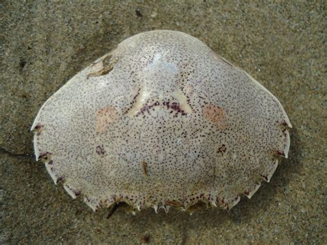 Crab Carapace Koekohe Beach Otago South Island New Zeal