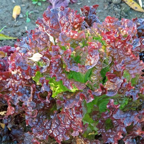 Pflücksalat Salad Bowl Lactuca sativa Bio Saatgut