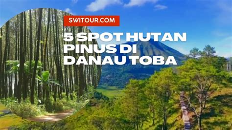 5 Hutan Pinus Di Danau Toba Tempat Wisata Taman Pohon Pinus Di Sekitar