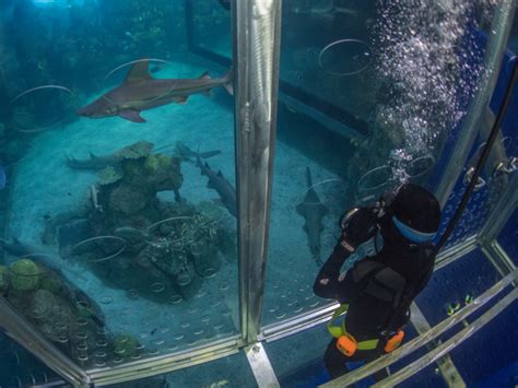 Dive With Sharks at Denver’s Downtown Aquarium - Colorado Parent