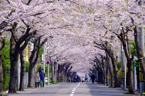 Hakodate Sakuragaoka Street - Sightseeing information in Hokkaido