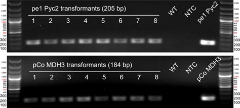 Example Of Rt Pcr Results Every Transformant Created Undergoes Rt Pcr