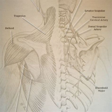 (PDF) Lower Trapezius Flap for Reconstruction of Posterior Scalp and ...